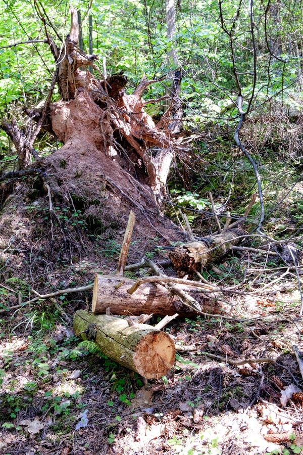 Pile of Freshly Cut Log Wood in Forest Stock Image Image of grass