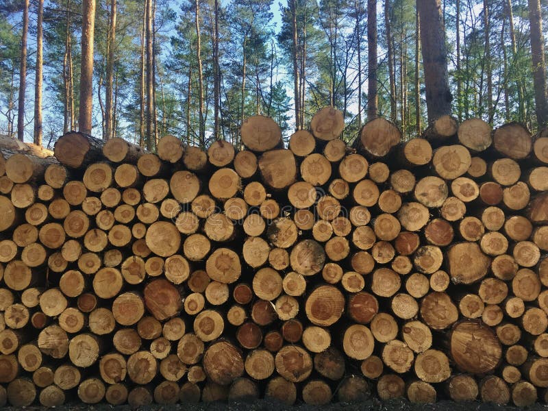 Pile of freshly cut timber logs in forest - logging, forestry