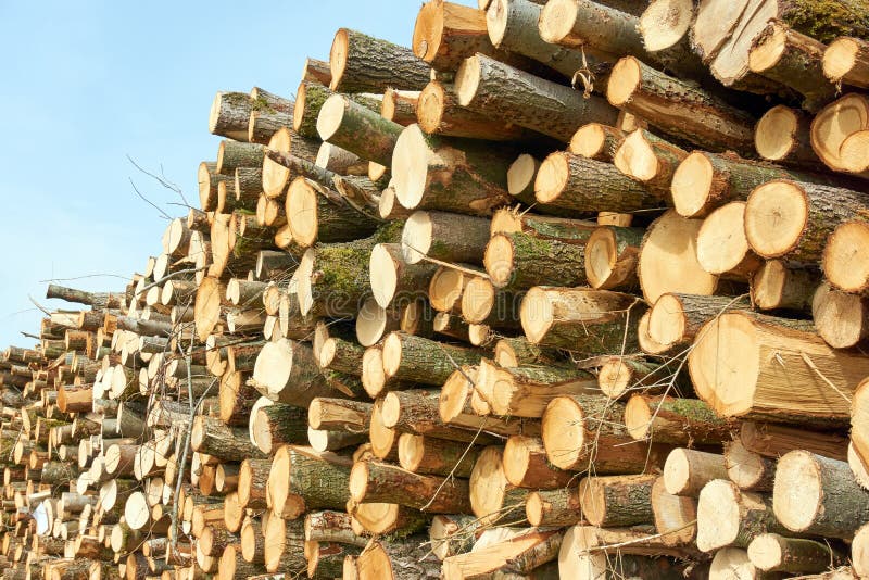 A Pile of Freshly Cut Tree Logs Stock Photo Image of firewood, timber