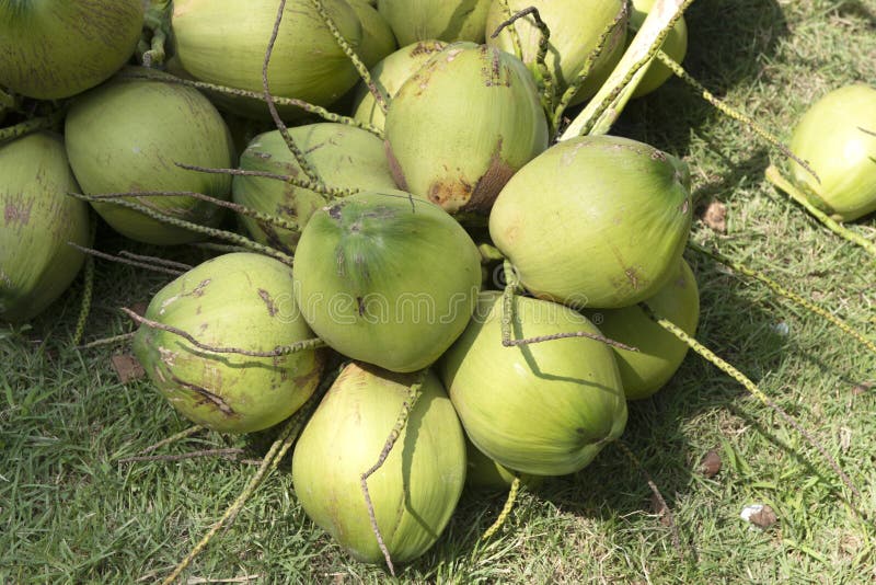 Pile of green coconut. stock image. Image of summer 153709255