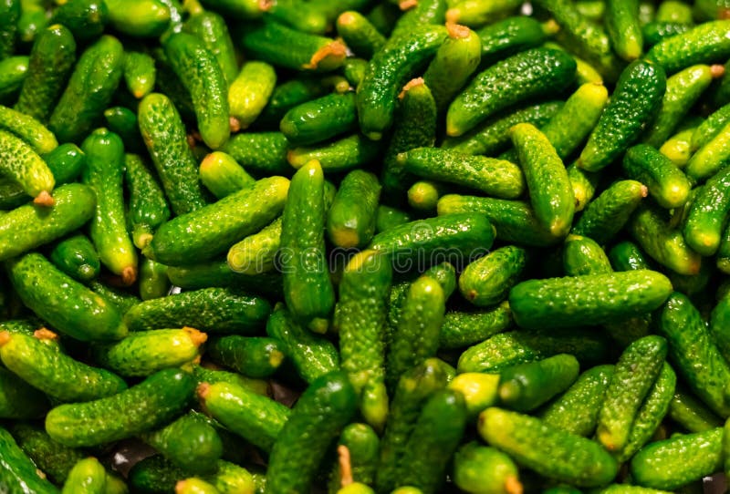 Pile of Green Gherkins Cornichon Stock Image Image of scabra, garden 233340195