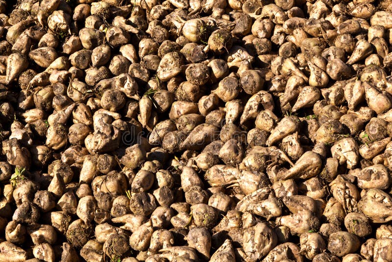 Pile of harvested beets stock photography Pile of harvested beets stock photography