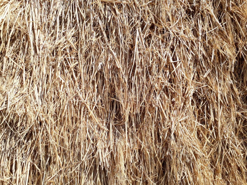 Pile of hay on ground stock image. Image of agricultural 235146315