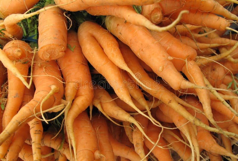 A Pile of Healthy Carrots with Various Shapes Stock Image Image of