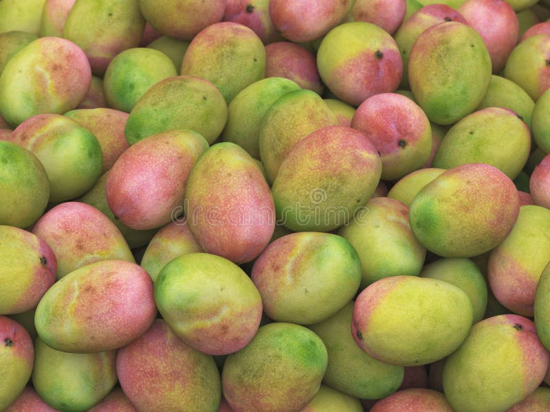 Pile of Healthy Mango stock illustration. Illustration of fruit 84999221