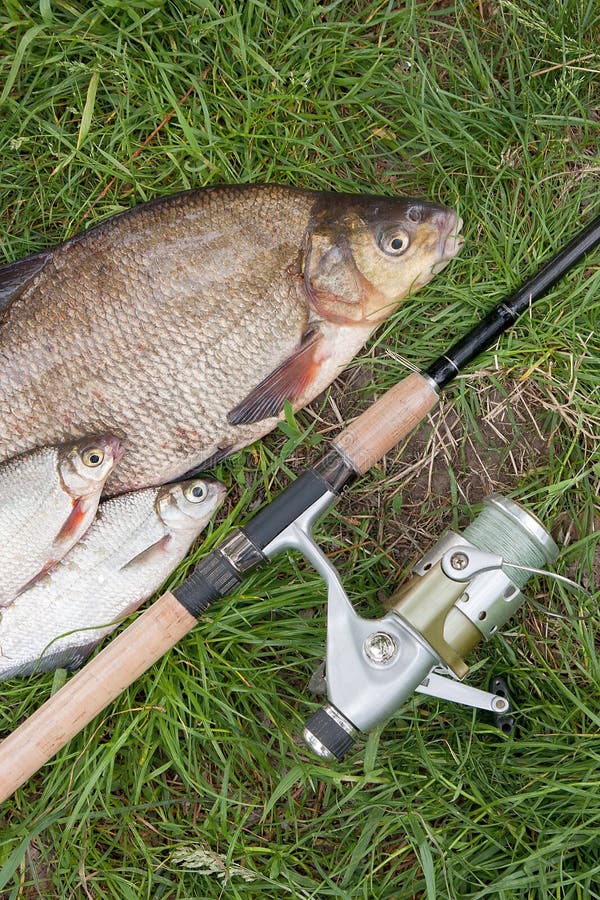 Pile of just taken from the water big freshwater common bream known as bronze bream or carp bream Abramis brama and white bream or silver fish known as blicca bjoerkna with fishing rod with reel on natural background. Natural composition of fish, black fishing net and fishing rod with reel on green grass. Pile of just taken from the water big freshwater common bream known as bronze bream or carp bream Abramis brama and white bream or silver fish known as blicca bjoerkna with fishing rod with reel on natural background. Natural composition of fish, black fishing net and fishing rod with reel on green grass.