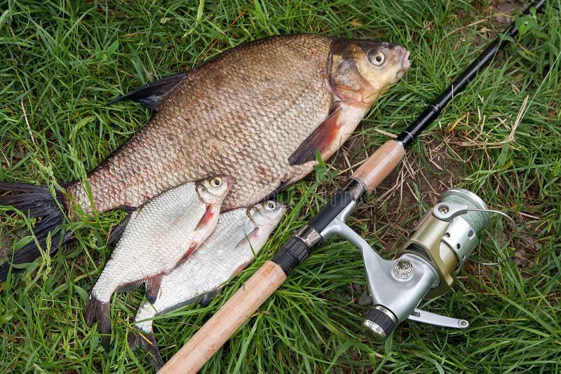 Pile of just taken from the water big freshwater common bream known as bronze bream or carp bream Abramis brama and white bream or silver fish known as blicca bjoerkna with fishing rod with reel on natural background. Natural composition of fish, black fishing net and fishing rod with reel on green grass. Pile of just taken from the water big freshwater common bream known as bronze bream or carp bream Abramis brama and white bream or silver fish known as blicca bjoerkna with fishing rod with reel on natural background. Natural composition of fish, black fishing net and fishing rod with reel on green grass.