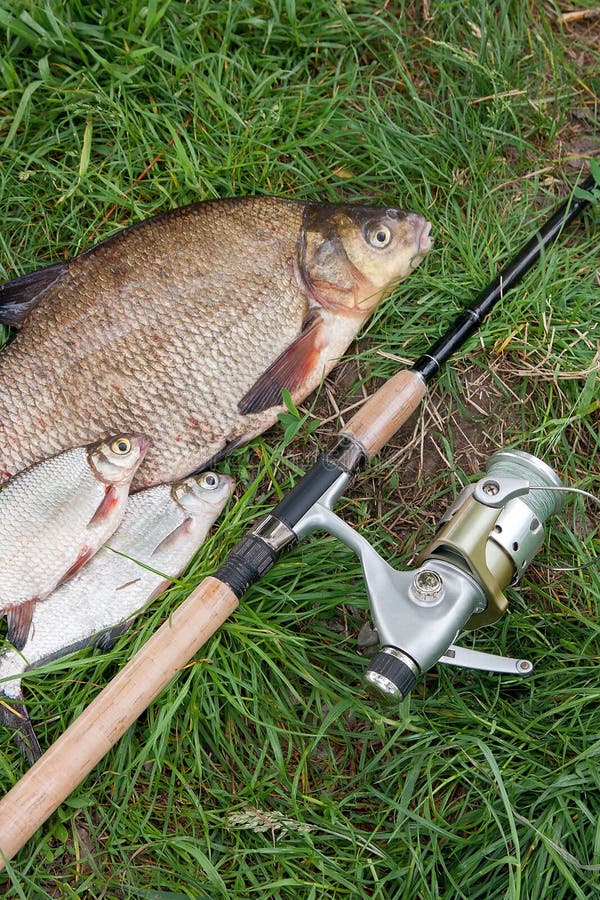 Pile of just taken from the water big freshwater common bream known as bronze bream or carp bream Abramis brama and white bream or silver fish known as blicca bjoerkna with fishing rod with reel on natural background. Natural composition of fish, black fishing net and fishing rod with reel on green grass. Pile of just taken from the water big freshwater common bream known as bronze bream or carp bream Abramis brama and white bream or silver fish known as blicca bjoerkna with fishing rod with reel on natural background. Natural composition of fish, black fishing net and fishing rod with reel on green grass.