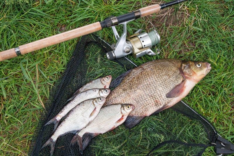 Pile of just taken from the water big freshwater common bream known as bronze bream or carp bream Abramis brama and white bream or silver fish known as blicca bjoerkna with fishing rod with reel on natural background. Natural composition of fish, black fishing net and fishing rod with reel on green grass. Pile of just taken from the water big freshwater common bream known as bronze bream or carp bream Abramis brama and white bream or silver fish known as blicca bjoerkna with fishing rod with reel on natural background. Natural composition of fish, black fishing net and fishing rod with reel on green grass.