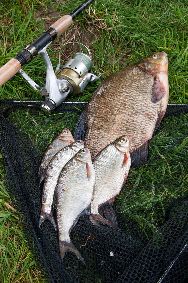 Pile of just taken from the water big freshwater common bream known as bronze bream or carp bream Abramis brama and white bream or silver fish known as blicca bjoerkna with fishing rod with reel on natural background. Natural composition of fish, black fishing net and fishing rod with reel on green grass. Pile of just taken from the water big freshwater common bream known as bronze bream or carp bream Abramis brama and white bream or silver fish known as blicca bjoerkna with fishing rod with reel on natural background. Natural composition of fish, black fishing net and fishing rod with reel on green grass.