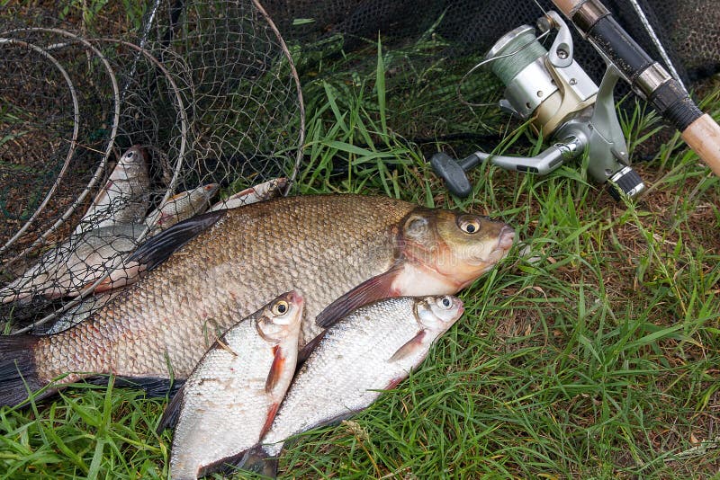 Pile of just taken from the water big freshwater common bream known as bronze bream or carp bream Abramis brama and white bream or silver fish known as blicca bjoerkna with fishing rod with reel on natural background. Natural composition of fish, black fishing net and fishing rod with reel on green grass. Pile of just taken from the water big freshwater common bream known as bronze bream or carp bream Abramis brama and white bream or silver fish known as blicca bjoerkna with fishing rod with reel on natural background. Natural composition of fish, black fishing net and fishing rod with reel on green grass.