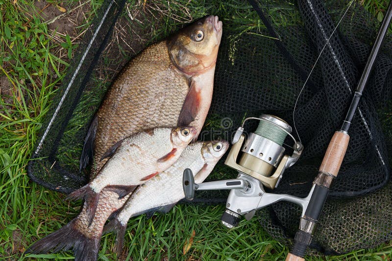 Pile of just taken from the water big freshwater common bream known as bronze bream or carp bream Abramis brama and white bream or silver fish known as blicca bjoerkna with fishing rod with reel on natural background. Natural composition of fish, black fishing net and fishing rod with reel on green grass. Pile of just taken from the water big freshwater common bream known as bronze bream or carp bream Abramis brama and white bream or silver fish known as blicca bjoerkna with fishing rod with reel on natural background. Natural composition of fish, black fishing net and fishing rod with reel on green grass.