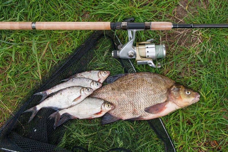 Pile of just taken from the water big freshwater common bream known as bronze bream or carp bream Abramis brama and white bream or silver fish known as blicca bjoerkna with fishing rod with reel on natural background. Natural composition of fish, black fishing net and fishing rod with reel on green grass. Pile of just taken from the water big freshwater common bream known as bronze bream or carp bream Abramis brama and white bream or silver fish known as blicca bjoerkna with fishing rod with reel on natural background. Natural composition of fish, black fishing net and fishing rod with reel on green grass.