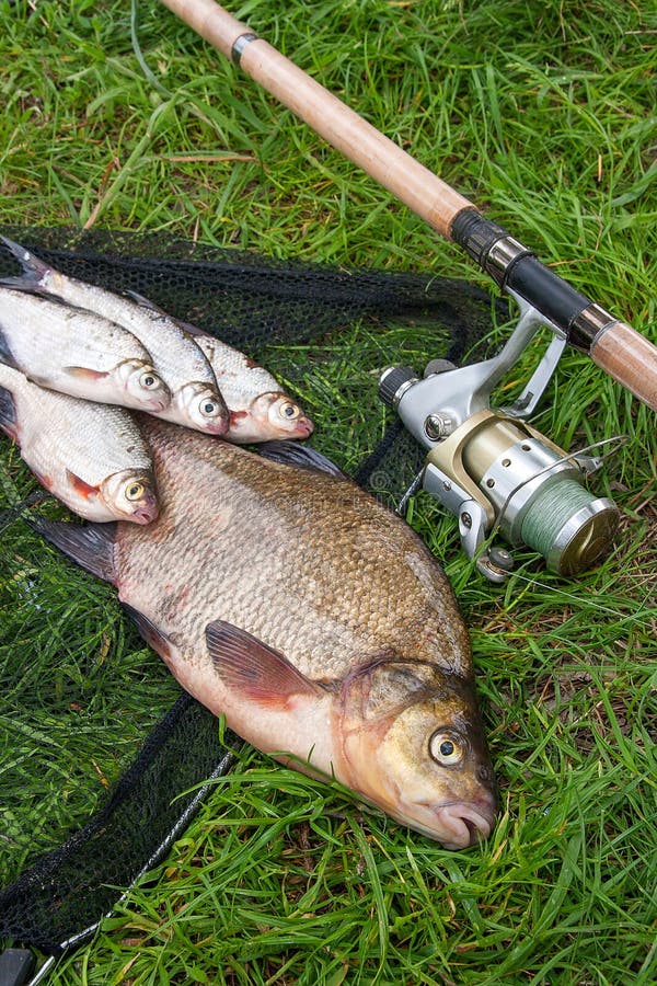 Pile of just taken from the water big freshwater common bream known as bronze bream or carp bream Abramis brama and white bream or silver fish known as blicca bjoerkna with fishing rod with reel on natural background. Natural composition of fish, black fishing net and fishing rod with reel on green grass. Pile of just taken from the water big freshwater common bream known as bronze bream or carp bream Abramis brama and white bream or silver fish known as blicca bjoerkna with fishing rod with reel on natural background. Natural composition of fish, black fishing net and fishing rod with reel on green grass.