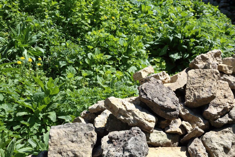 Stones and green grass stock photo. Image of yard, stone 116709238