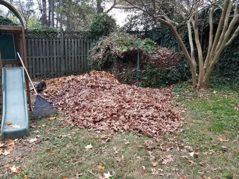 Pile of Leaves and Compost Pile in Yard and Dog Stock Photo Image of
