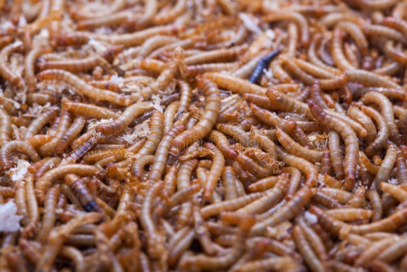 A pile of living mealworms larvae. 