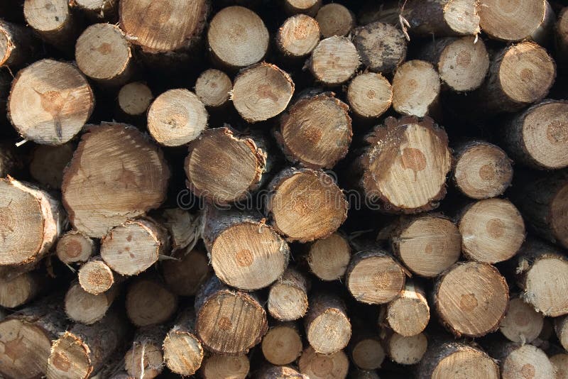 Pile of logs