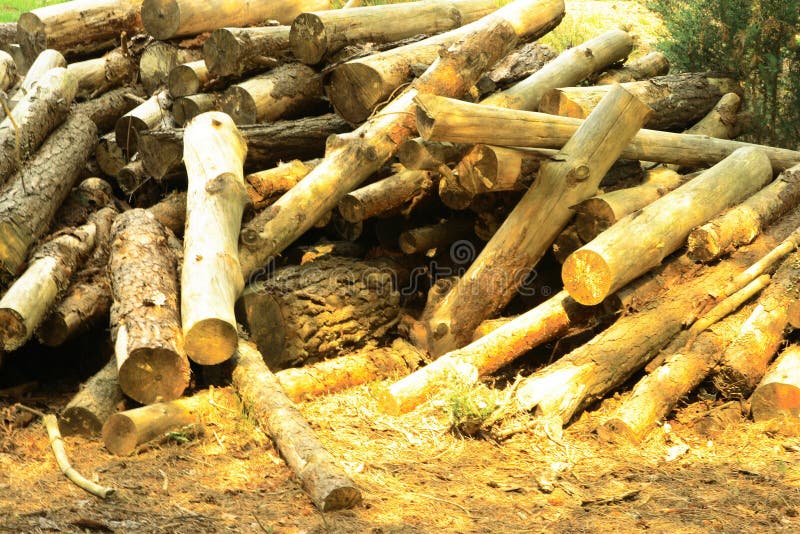 Pile of logs