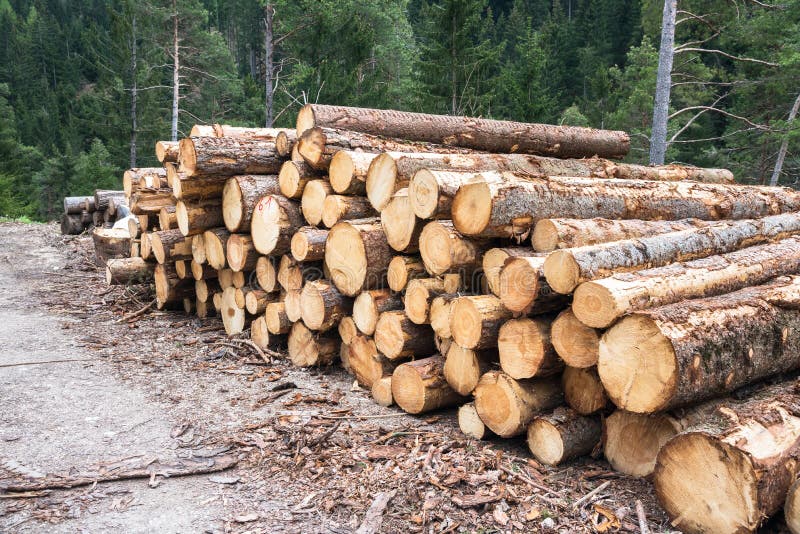 {Pile of logs along a forest road royalty free stock images