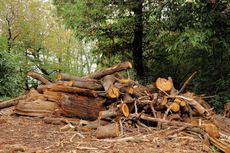 Pile of Logs. Forest Industry and Construction Raw Material. Stock