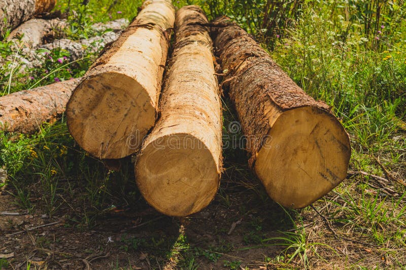 Pile of logs. timber background. untreated wood stock images