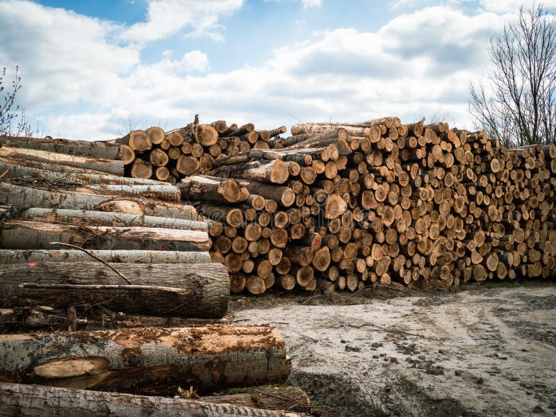 Pile of Logs, Timber Harvesting, Forest Woodworking Industry. Logging