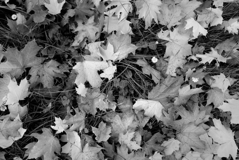 Pile of maple leaves in black and white