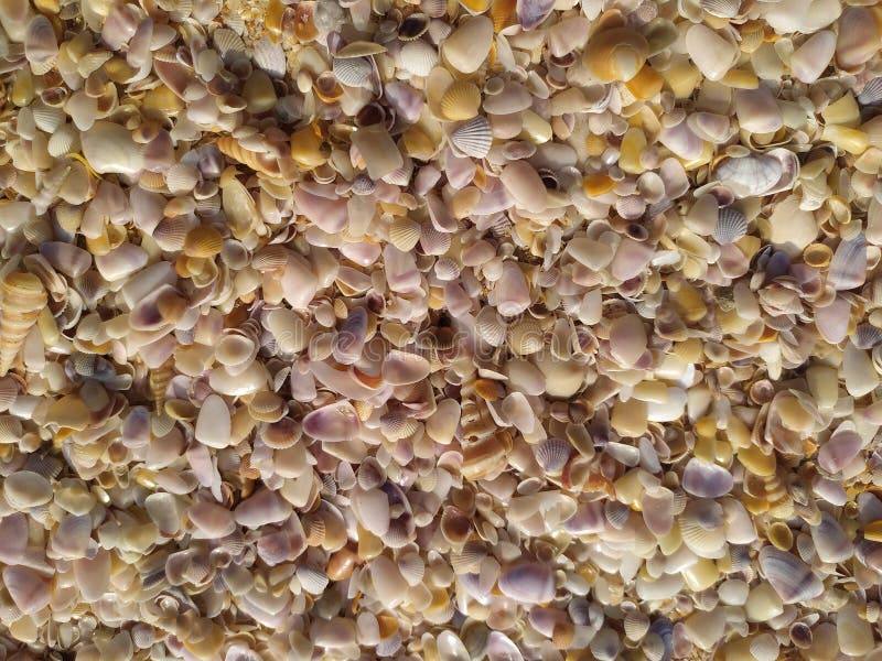 A pile of Mixed shells royalty free stock images