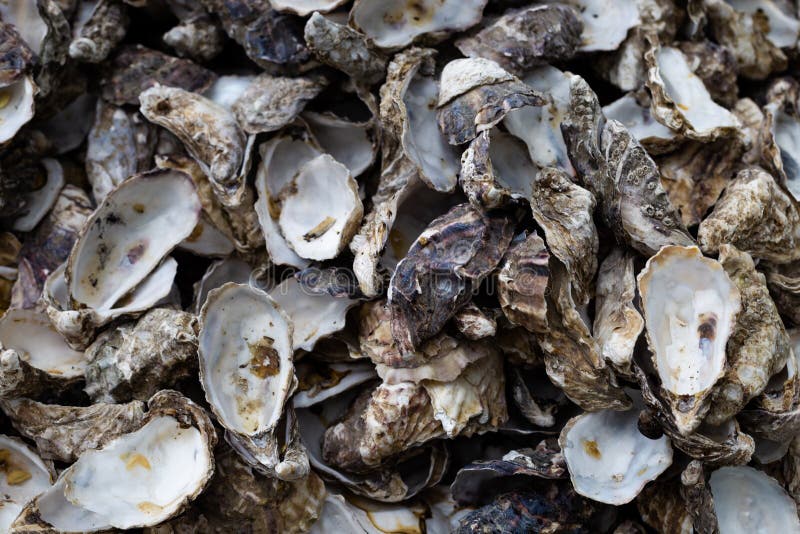 Pile of oyster shuck background