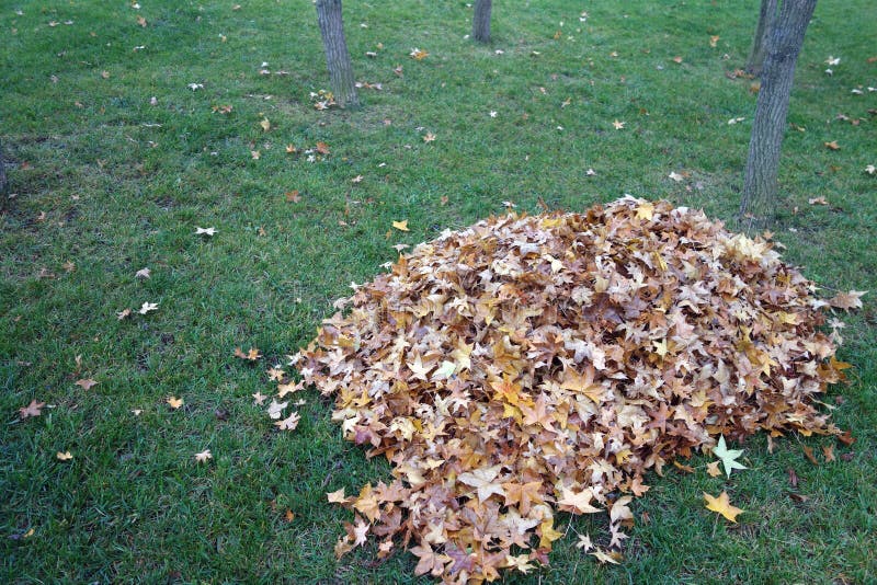A pile of parasol tree leaves stock image