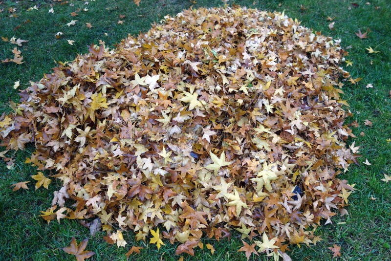 A pile of parasol tree leaves stock photography