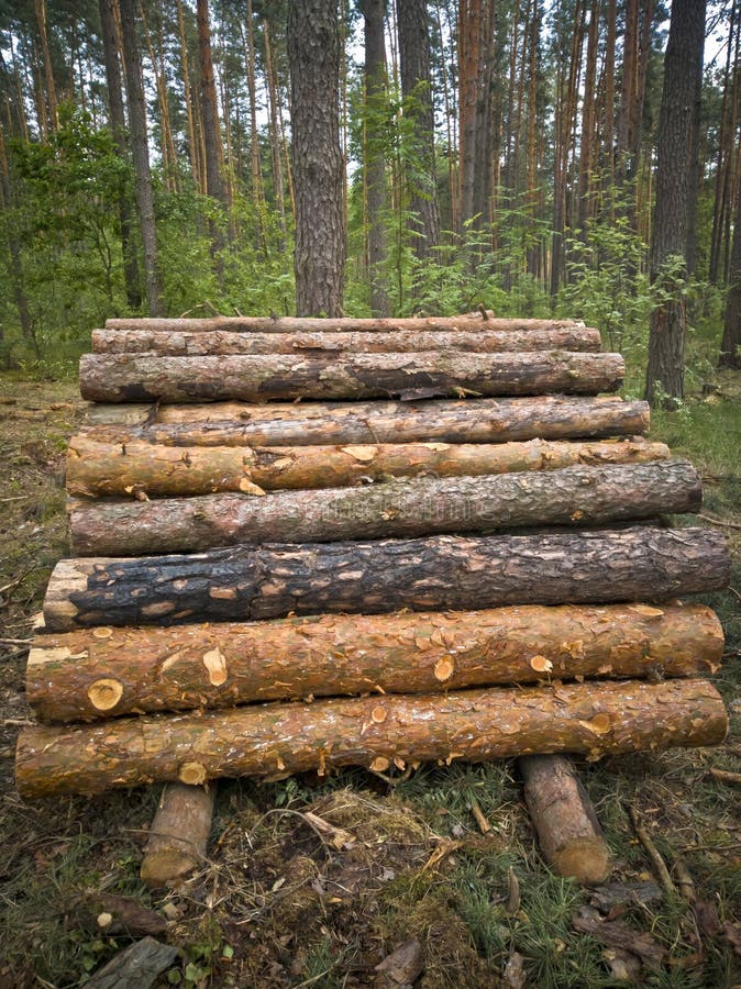 A Pile of Pine Logs in the Forest. Stock Image Image of rural, timber