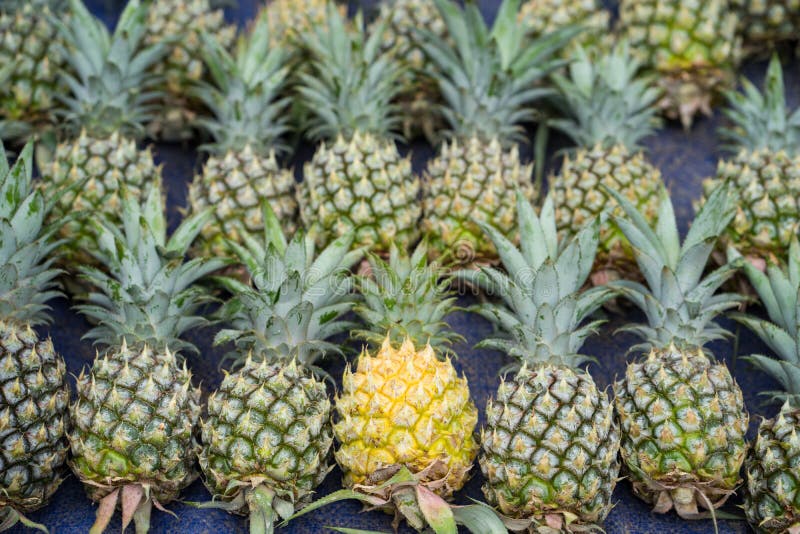 Pile of Pineapples with Both Ripe and Unripe One Stock Image Image of