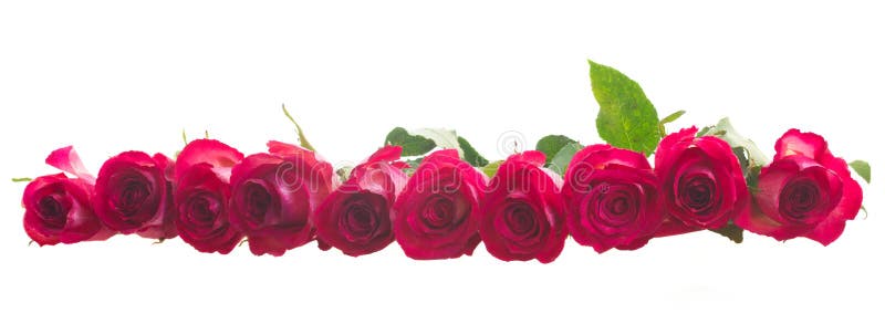 Pile of pink roses stock image