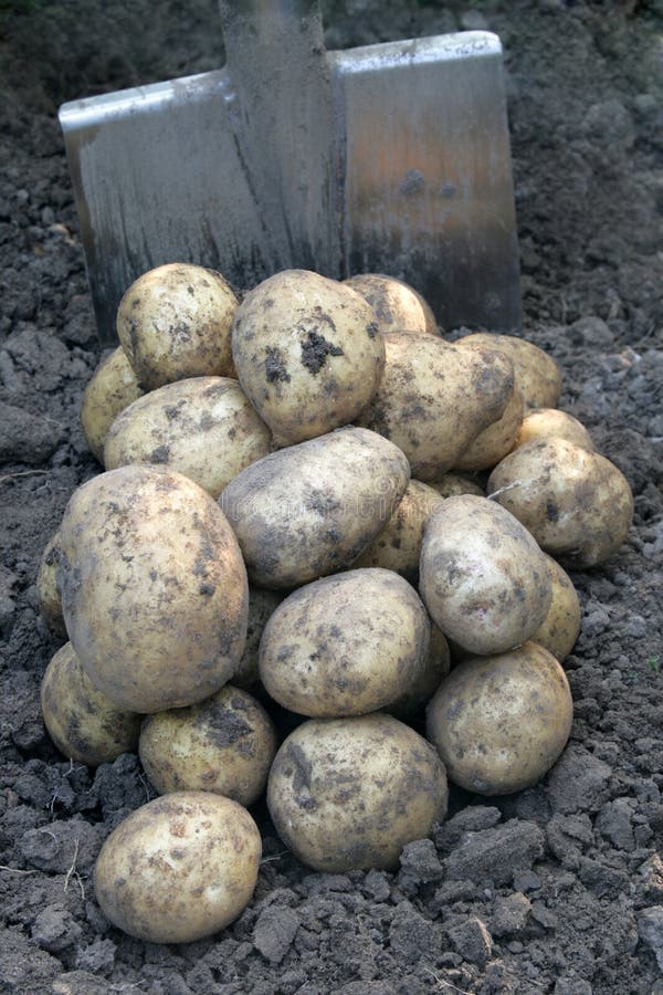 Pile of potato and a shovel.