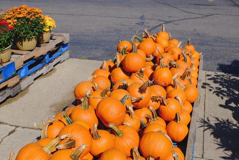 Pile of pumpkin stock image. Image of fall, decoration 100165061