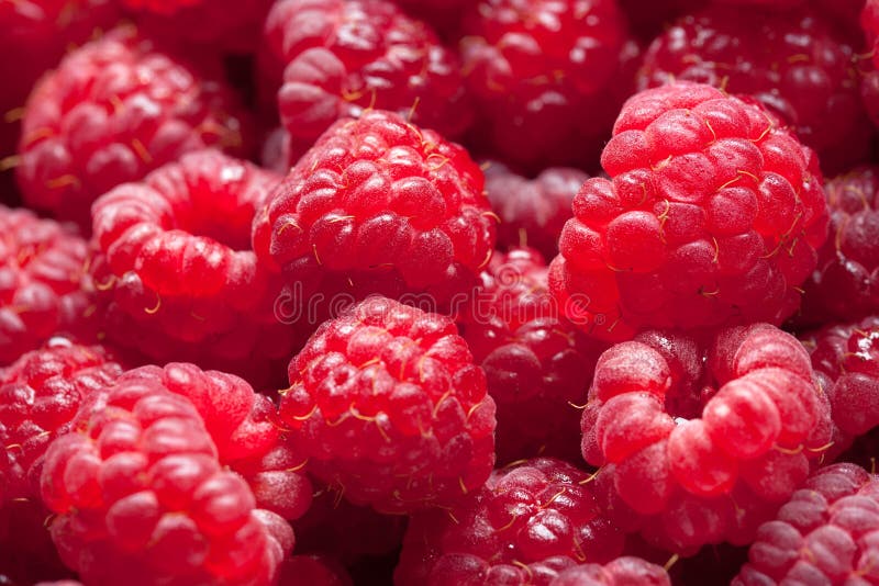 Pile of Raspberry Macro Closeup Image Stock Image Image of sweet