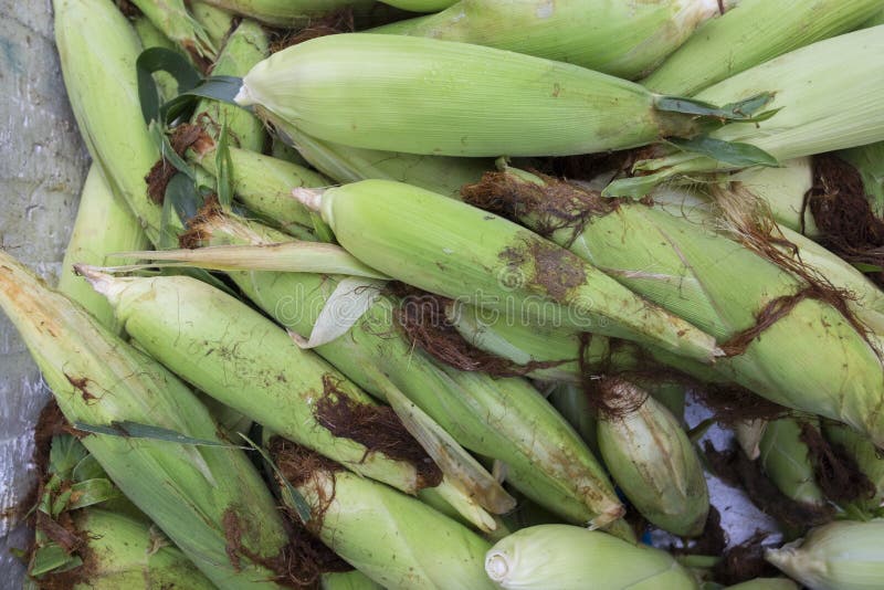 Pile of raw corn in fresh market. Background and texture of corn royalty free stock photography