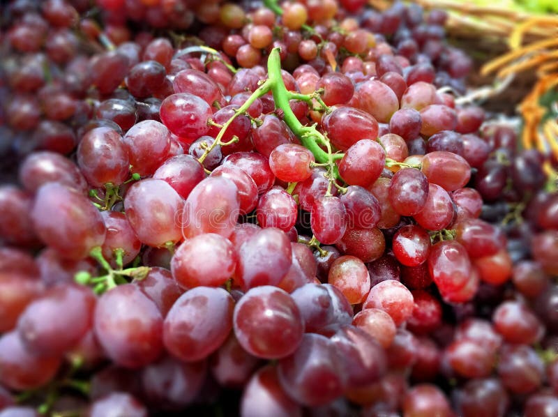 Pile of Red Grape Fruits stock image. Image of fruits 101558013