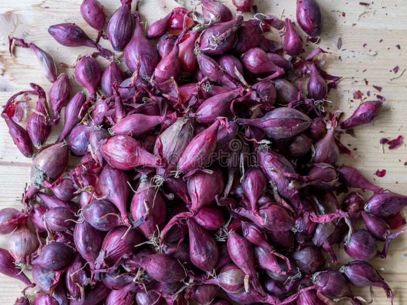 Bunch of shallots stock photo. Image of plant, shallot - 31223948