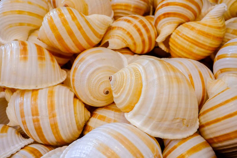 Empty sea shells or sea snails from the same color and shape on a pile. closeup. Empty sea shells or sea snails from the same color and shape on a pile. closeup.