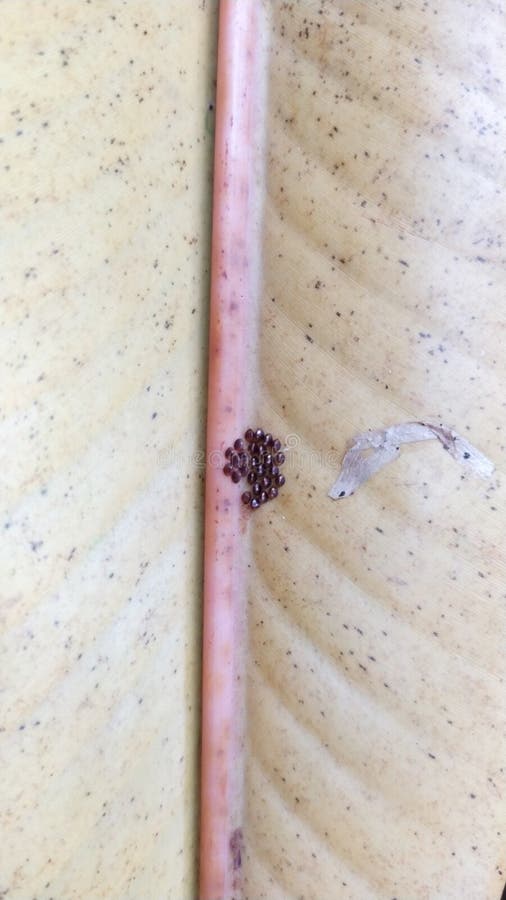 Pile of Shiny Brown Insect Eggs Stock Photo Image of cuisine, pile