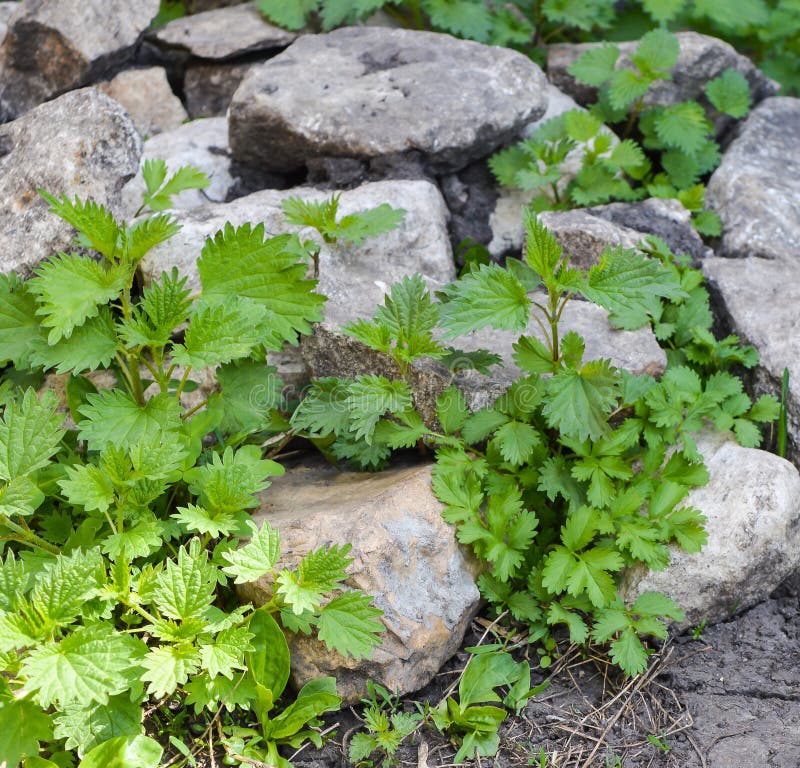 Pile of stones on grass stock image. Image of hill, field 93830935