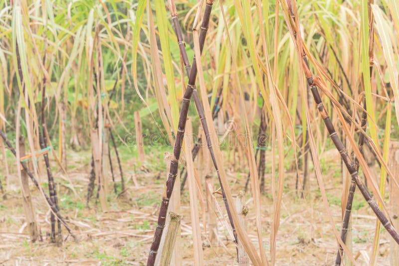Sugar cane Stick Organic 1 STICK Sugar Cane With 3  NODES Green/Yellow Sugar 