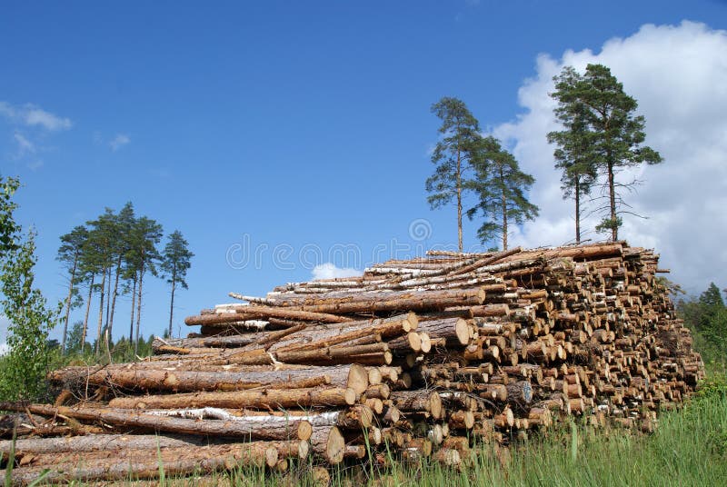 Pile of Timber Logs Summer Landscape royalty free stock photography