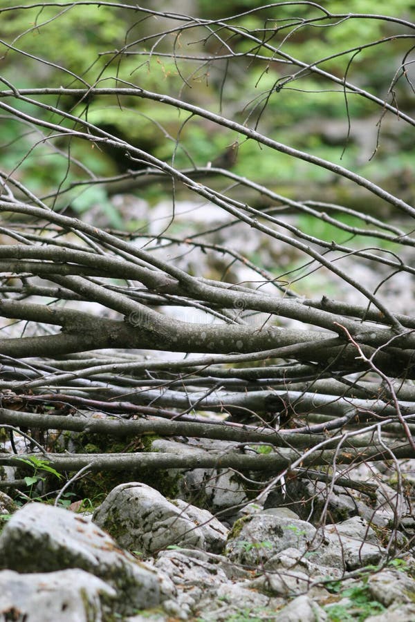 Pile of tree branches stock photo. Image of woodland 48410082