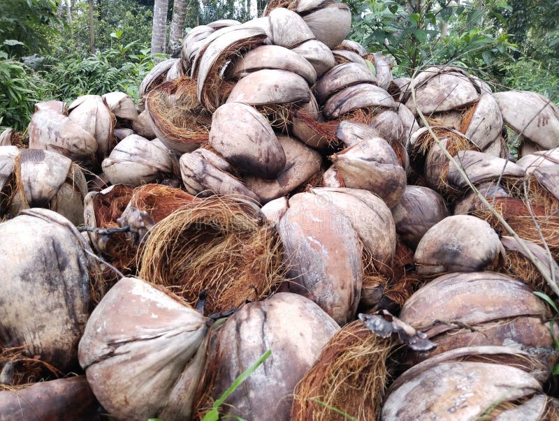 A pile of unused coconut husks royalty free stock images