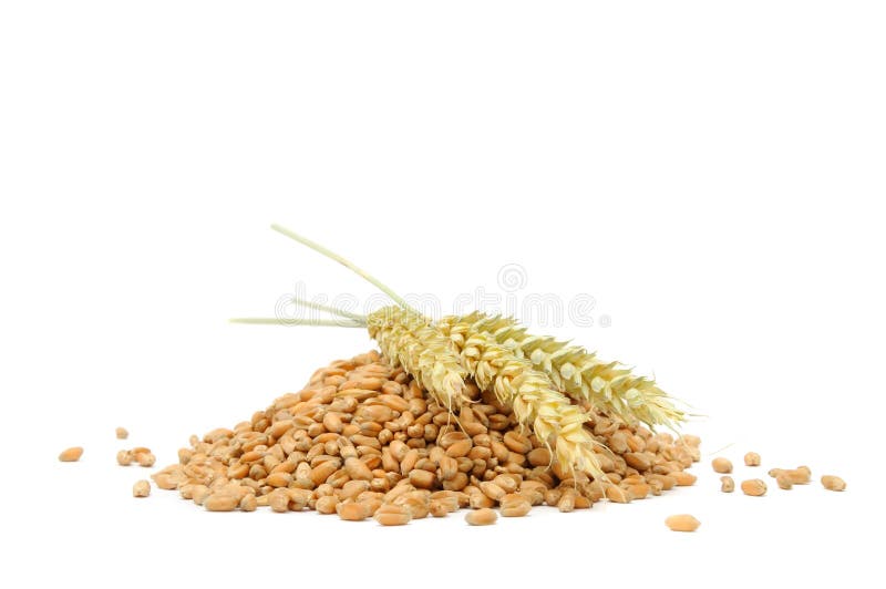 A pile of wheat grains with ears of wheat isolated on a white background