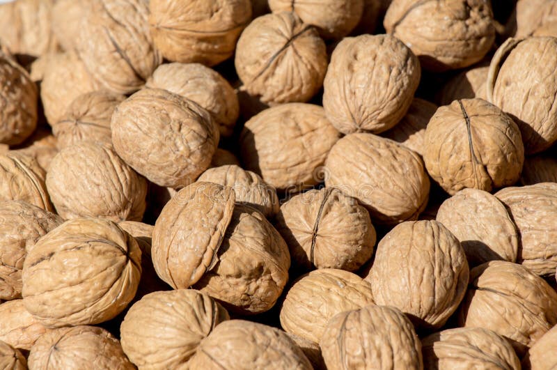 Pile of Whole Walnuts with Hard Nutshells Stock Image Image of